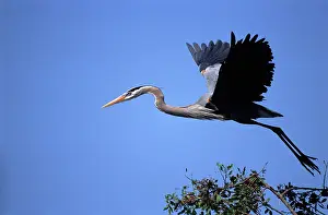 Herodias: Great Blue Heron