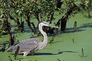 Herodias: Great Blue Heron