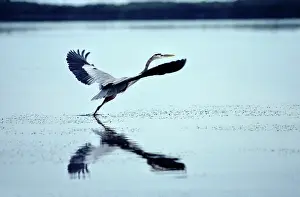 Herodias: Great Blue Heron