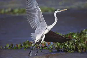 Herodias: Great Blue Heron