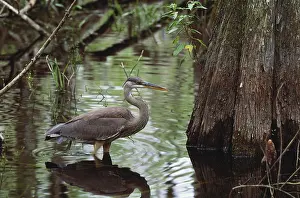 Herodias: Great Blue Heron