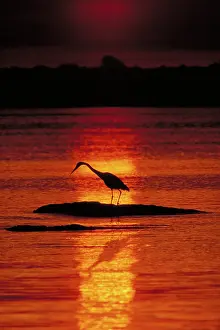 Herodias: Great Blue Heron