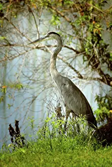 Herodias: Great Blue Heron