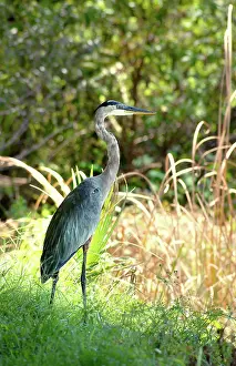 Herodias: Great Blue Heron