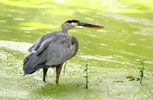 Herodias: Great Blue Heron