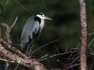 Herodias: Great Blue Heron