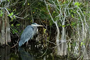 Herodias: Great Blue Heron