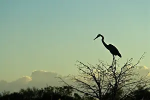 Herodias: Great Blue Heron