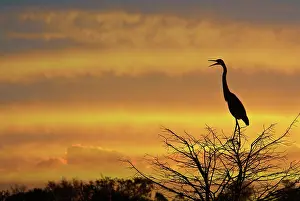 Herodias: Great Blue Heron