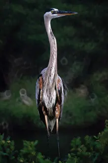 Herodias: Great Blue Heron