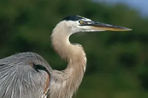 Herodias: Great Blue Heron