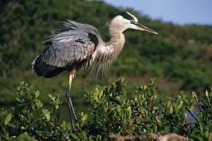 Herodias: Great Blue Heron