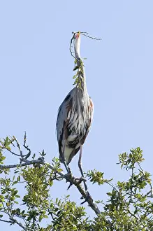 Herodias: Great Blue Heron
