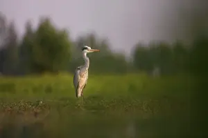 Herodias: Great Blue Heron