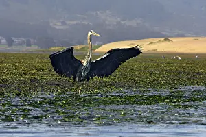 Morro: Great Blue Heron