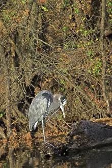 Herodias: Great Blue Heron