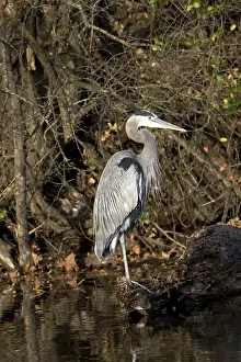 Herodias: Great Blue Heron