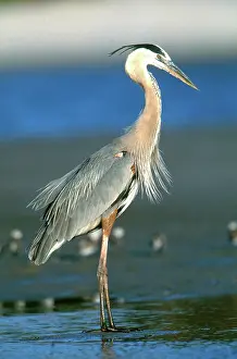 Herodias: Great Blue Heron