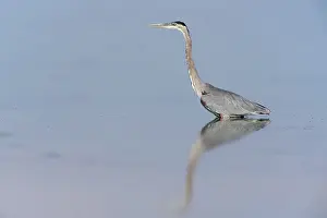 Herodias: Great Blue Heron
