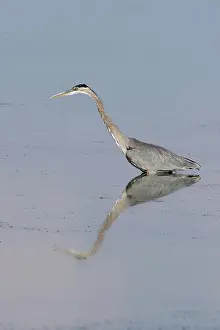Herodias: Great Blue Heron