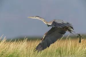 Herodias: Great Blue Heron
