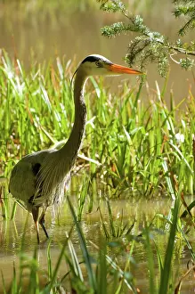 Herodias: Great Blue Heron