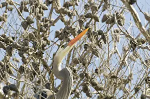 Herodias: Great Blue Heron