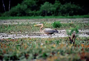 Herodias: Great Blue Heron