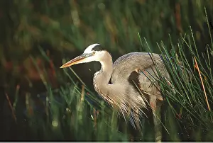 Everglades: GREAT BLUE HERON