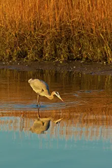 Reeds: Great Blue Heron