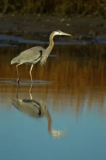 Ardea: Great Blue Heron
