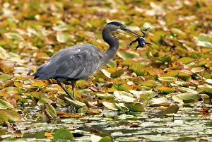 Herodias: Great blue heron, Adea herodias, with a