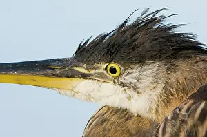Herodias: Great blue heron, Adea herodias, Stanley