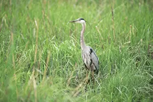 Hook: Great Blue Heron (Ardea herodias)