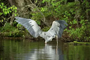 Chip: Great Blue Heron (Ardea herodias)
