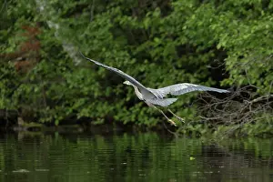 Chip: Great Blue Heron (Ardea herodias)