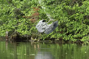 Chip: Great Blue Heron (Ardea herodias)