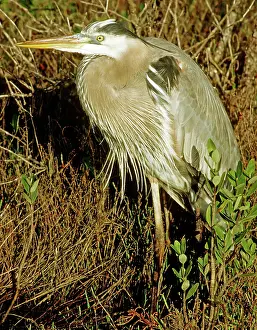 Herodias: Great Blue Heron (Ardea herodias)