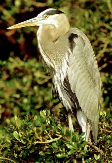 Herodias: Great Blue Heron (Ardea herodias)