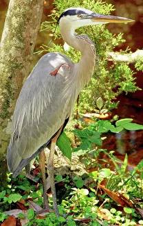 Herodias: Great Blue Heron (Ardea herodias)