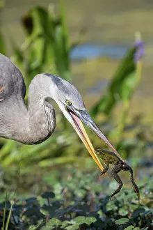 Herodias: Great Blue Heron, Ardea herodias. Eating a frog in a fresh w