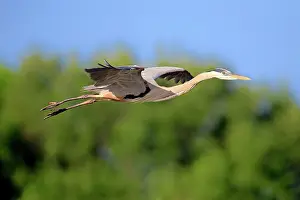 Herodias: Great Blue Heron (Ardea herodias), adult in breeding