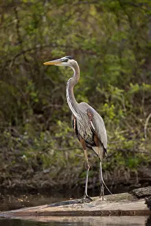 Herodias: great blue heron (Ardea herodias), Maryland