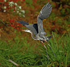 Herodias: great blue heron (Ardea herodias), Maryland
