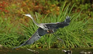 Herodias: great blue heron (Ardea herodias), Maryland