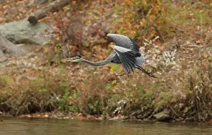 Herodias: great blue heron (Ardea herodias), Maryland