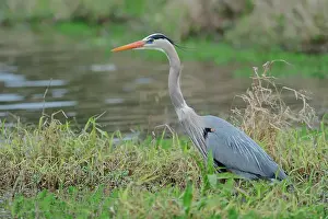 Herodias: Great Blue Heron (Ardea herodias), Myakka River