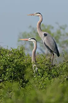 Herodias: Great Blue Heron (Ardea herodias) pair in