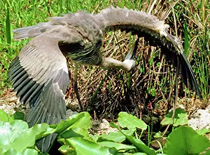Herodias: Great Blue Heron (Ardea herodias) preening