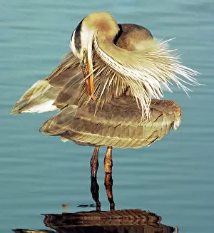 Herodias: Great Blue Heron (Ardea herodias) preening